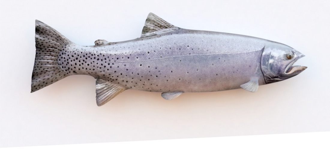 Carrousel New Website (17)